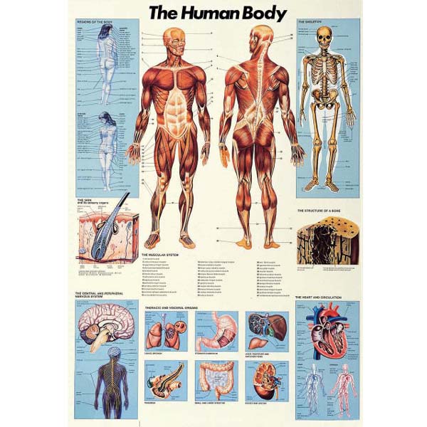 Poster \"The Human Body\"